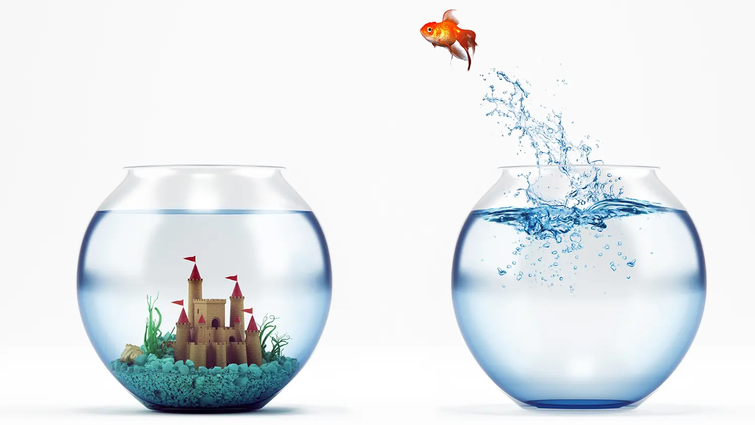 Image of a gold fish jumping from his plain bowl into one with a castle representing improvement culture.